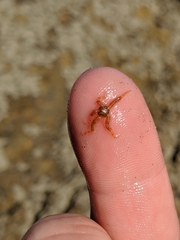 Ophiactoidea