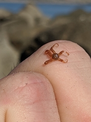 Ophiactoidea