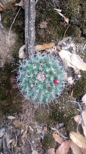 Mammillaria wagneriana