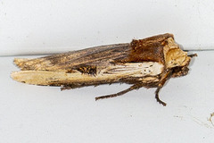 Xylena curvimacula