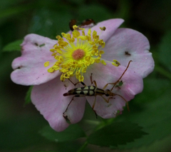 Strangalia luteicornis
