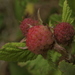 White-stemmed Raspberry - Photo (c) podiceps, some rights reserved (CC BY-NC), uploaded by Susan