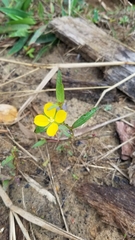 Ludwigia alternifolia