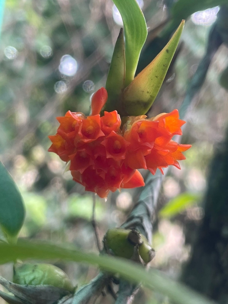 Maxillaria horichii
