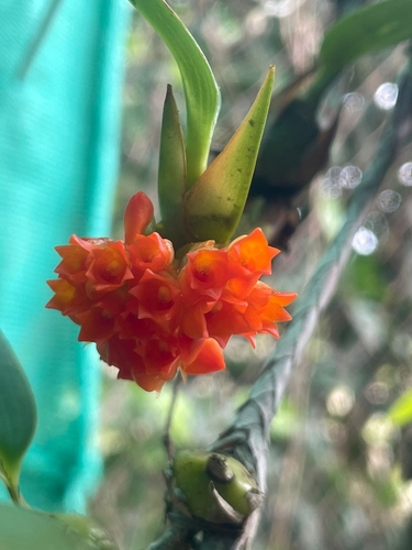 Maxillaria horichii, photograph 6