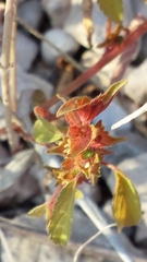 Acalypha neomexicana