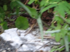 Sceloporus siniferus