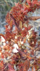 Acalypha neomexicana
