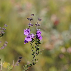 Prostanthera hirtula
