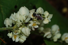 Antigonon flavescens