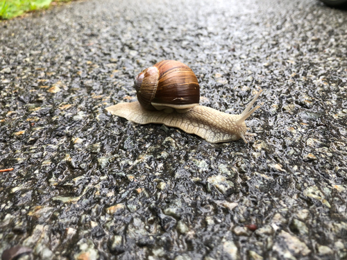Helix pomatia