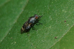 Euryneura