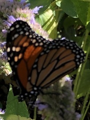 Danaus plexippus