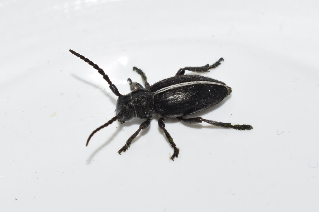 Dorcadion pilosellum