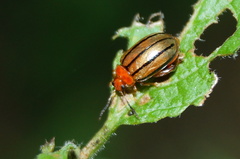 Kuschelina tenuilineata