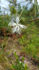 Dianthus arenarius
