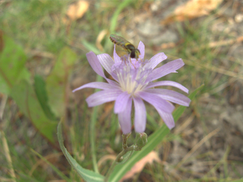 Blue lettuce (Lactuca tatarica)
