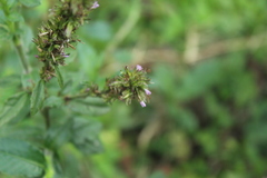 Pseudelephantopus spiralis