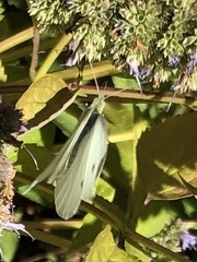 Pieris rapae