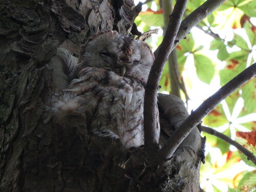 View observation of {o.common_name} on iNaturalist