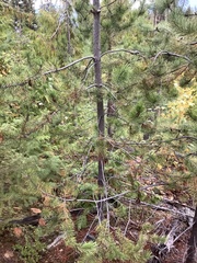 Synanthedon sequoiae