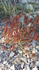 Acalypha neomexicana