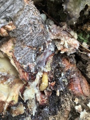 Synanthedon sequoiae