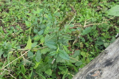 Pseudelephantopus spiralis