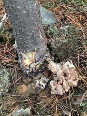 Synanthedon sequoiae