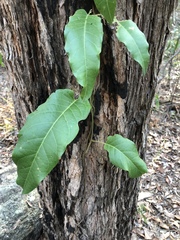 Parsonsia brisbanensis