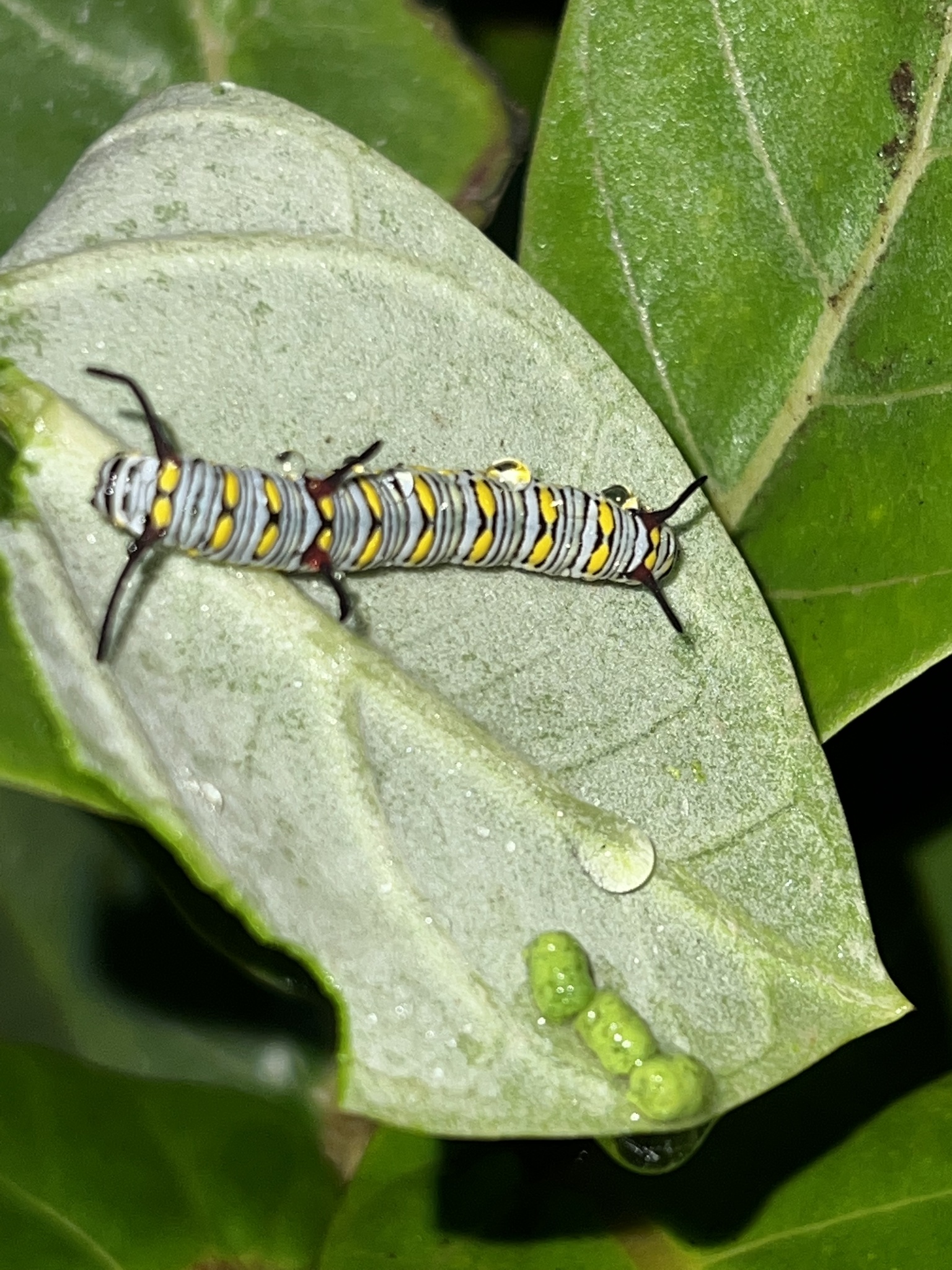 Plain Tiger