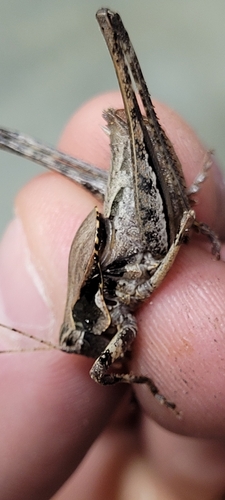 Carinate Shieldback photo 4