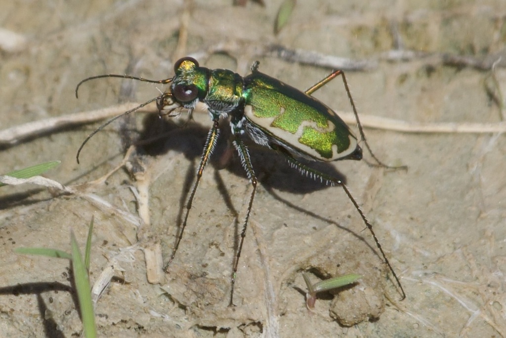 Aridland Tiger Beetle