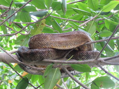 Corallus ruschenbergerii