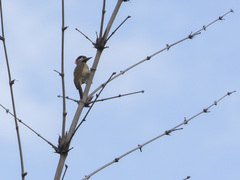 Colaptes punctigula