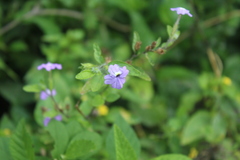 Browallia americana