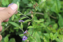 Browallia americana