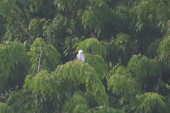 Cacatua goffiniana