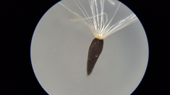 Solidago arguta arguta