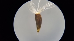 Solidago arguta arguta