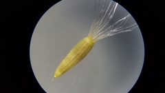 Solidago arguta arguta