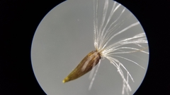 Solidago arguta arguta