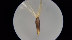 Solidago arguta arguta