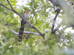 Piaya cayana