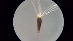 Solidago arguta arguta