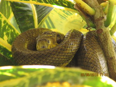 Corallus ruschenbergerii