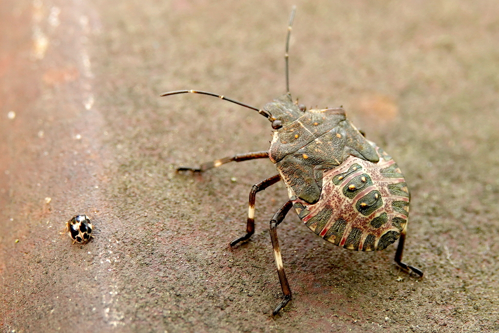 Brown Marmorated Stink Bug from Lakemont Park (Main), Cougar Mountain ...