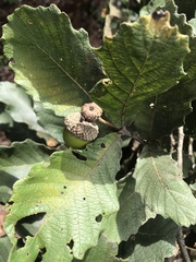 Quercus peduncularis