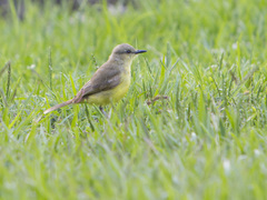Machetornis rixosa