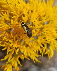 Acmaeodera amabilis